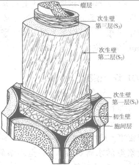 1977细胞壁